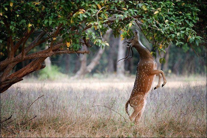 Private 5-Day Ranthambhore Tiger Tour from Delhi including the Taj Mahal, Agra and Jaipur - Price and value: where the money actually goes