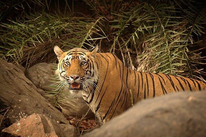 Private 5-Day Ranthambhore Tiger Tour from Delhi including the Taj Mahal, Agra and Jaipur - Getting your tiger odds up: morning and afternoon Ranthambore safaris