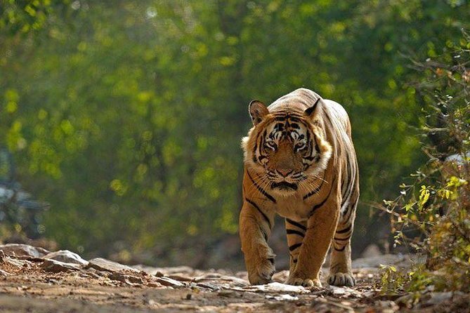 Private 6-Day Ranthambhore Tiger Tour including Delhi, Agra and Jaipur - Day 6 Jaipur Up Close: Amber Fort, Photo Stops, and Monkey Temple