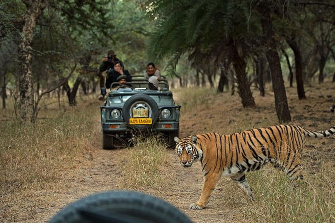 Private 6-Day Ranthambhore Tiger Tour including Delhi, Agra and Jaipur - Price and Value: What $701.41 Covers