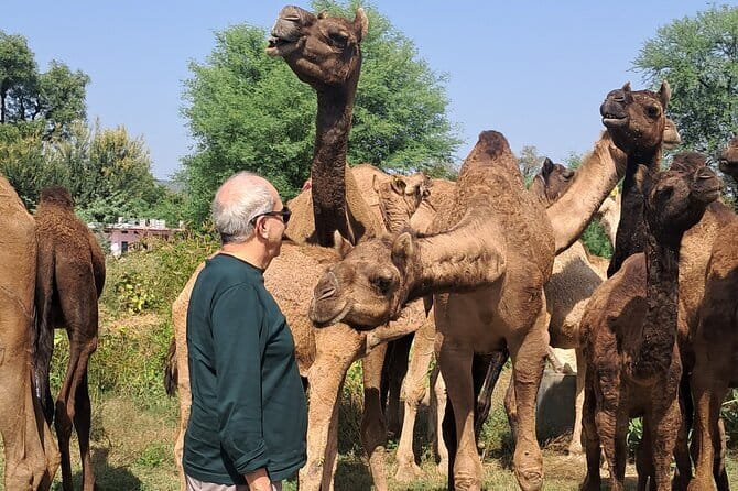 Private Golden Triangle Tour 5 Nights/6 Days - All Inclusive - Private Golden Triangle in 6 Days: what you’re paying for