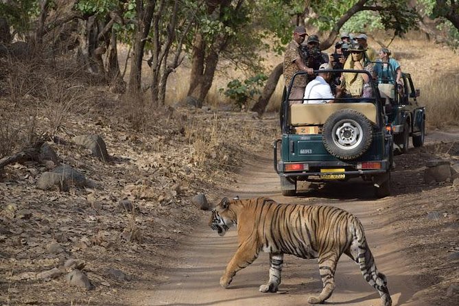 Ranthambhore Tiger Tour of Delhi, Agra, and Jaipur 5 Star Hotel - Keoladeo Ghana: Birds first, rickshaw ride details