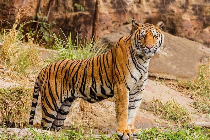Ranthambhore Tiger Tour of Delhi, Agra, and Jaipur 5 Star Hotel - Jaipur Day 2: Amber Fort, City Palace, Jantar Mantar, then onward to Ranthambhore