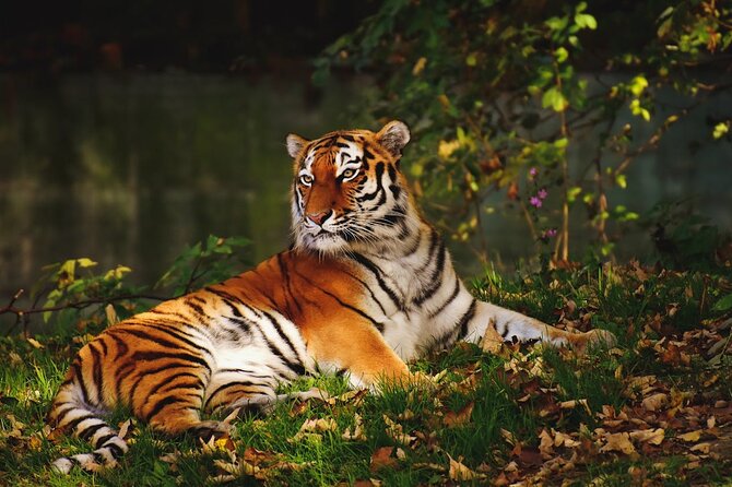 Ranthambore Tiger Safari Tour from Delhi with All Meals - Key Things I’d Watch For Before You Book