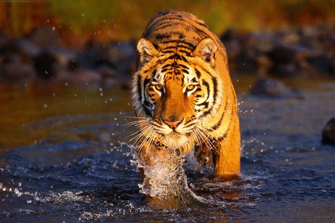 Ranthambore Tiger Safari Tour from Delhi with All Meals - Why This 3 Days Works for Ranthambore Tigers