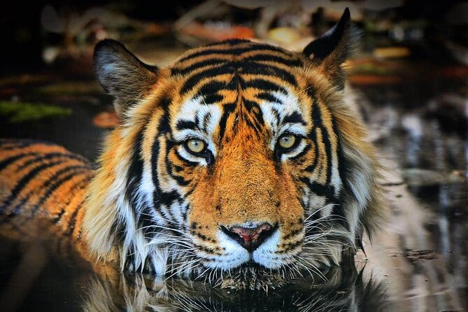 Ranthambore Tiger Safari Tour from Delhi with All Meals - Day 1: Arrival, Check-in, and a Free Evening to Regroup