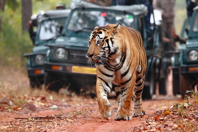 Ranthambore Tiger Safari Tour from Delhi with All Meals - Day 2: Morning and Afternoon Safaris in Ranthambore National Park