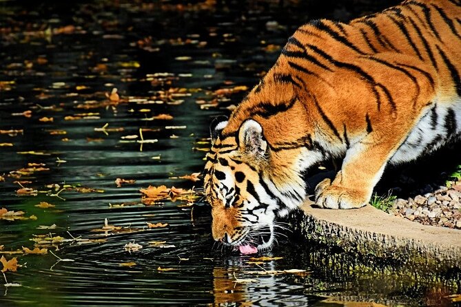 Ranthambore Tiger Safari Tour from Delhi with All Meals - Day 3: Breakfast and the Return Drive to Delhi