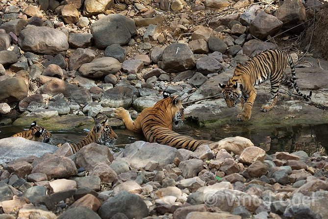 Ranthambore Tiger Safari Tour from Delhi with All Meals - Meals Included: Enough Fuel Without the Food Search