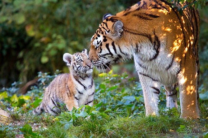 Ranthambore Tiger Safari Tour from Delhi with All Meals - Price and Value: What $250 Per Person Covers