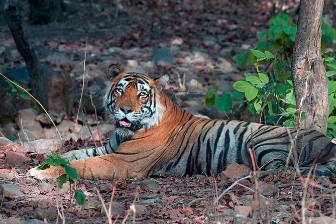 Ranthambore Tiger Safari Tour from Delhi with All Meals - Group Size, Private Attention, and How Much Control You Get