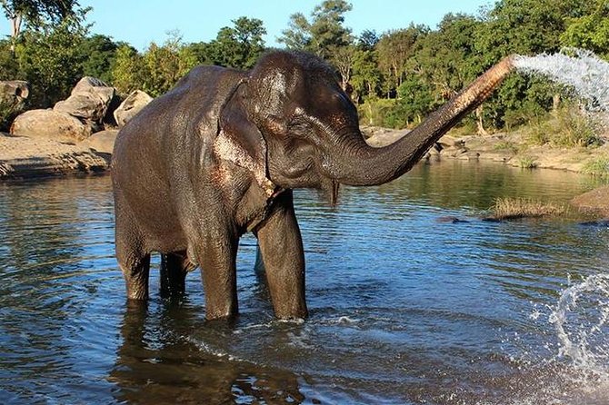 Same day Tajmahal tour with SOS Elephant/Bear wildlife Sanctuary - Who this tour suits (and who should reconsider)