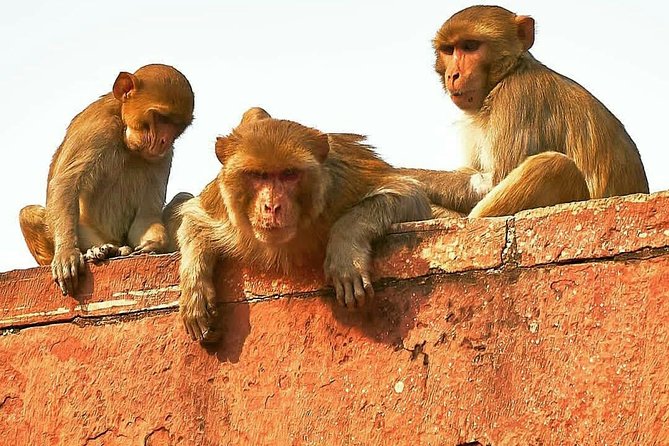 Skip The Line: Taj Mahal Sunrise Tour from - Delhi (All-Inclusive) - The 3:00 a.m. start: why sunrise Taj Mahal is a deal