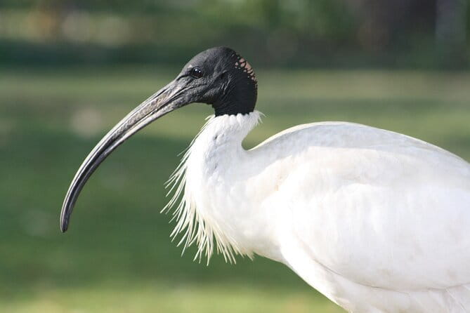 Sultanpur Bird Sanctuary Tour Near Delhi - Key highlights to look forward to