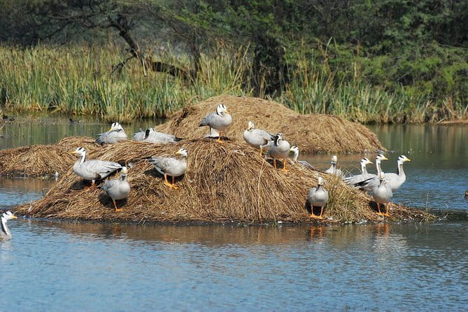 Sultanpur Bird Sanctuary Tour Near Delhi - Why Sultanpur works for a Delhi-area birding break
