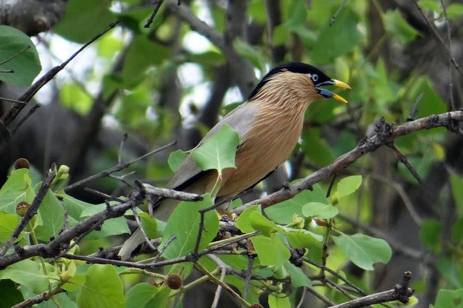 Sultanpur Bird Sanctuary Tour Near Delhi - What animals you can realistically hope to spot