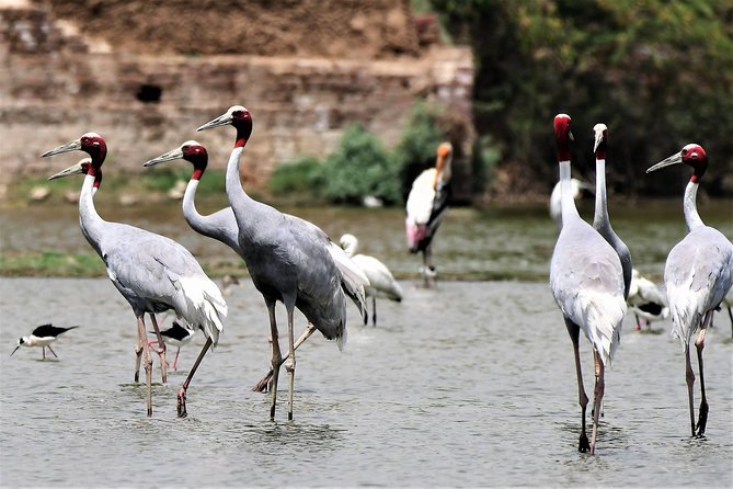 Sultanpur The wonder of Birding from Delhi - Key highlights to know before you go
