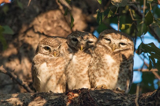 Sultanpur The wonder of Birding from Delhi - Sultanpur Birding From Delhi: why this morning trip is worth it