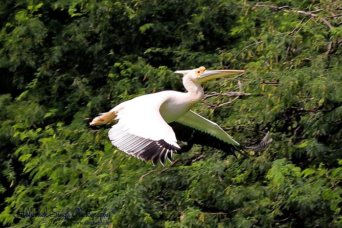 Sultanpur The wonder of Birding from Delhi - Sultanpur National Park: wetland + forest edge birding in 3 focused hours