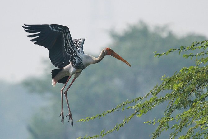 Sultanpur The wonder of Birding from Delhi - Photography vs. birding time: how to plan the 5 to 6 hour day