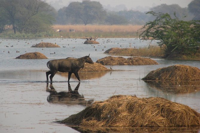 Sultanpur The wonder of Birding from Delhi - Getting there: 7:00 am pickup, private vehicle, and mobile ticket