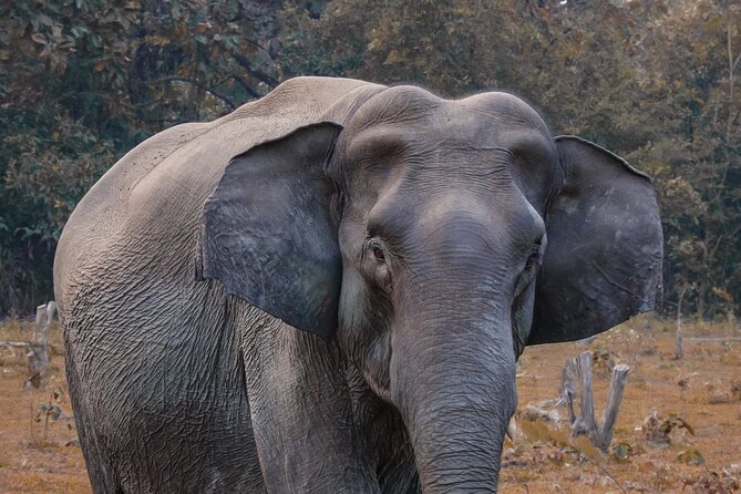Taj Mahal with Wildlife SOS Elephant Conservation and Care Center - Taj Mahal in one controlled morning window