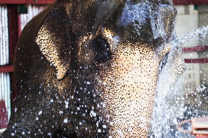 Taj Mahal with Wildlife SOS Elephant Conservation and Care Center - What you’ll actually see near the Yamuna
