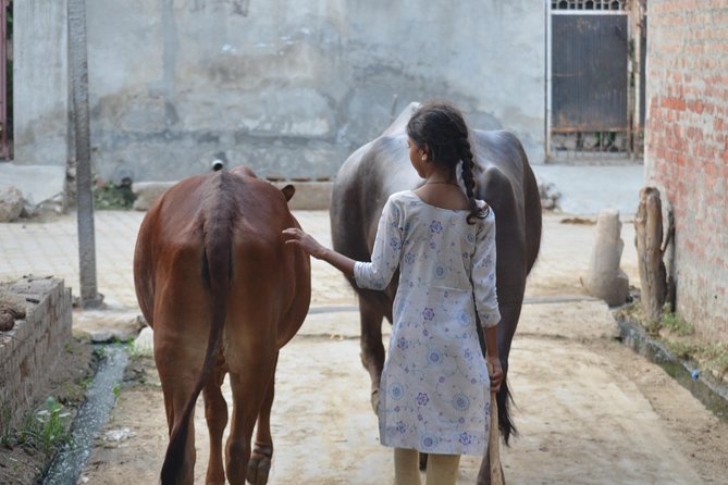Village Snapshot - Pure and simple - Milking cows and buffaloes: what the hands-on part teaches