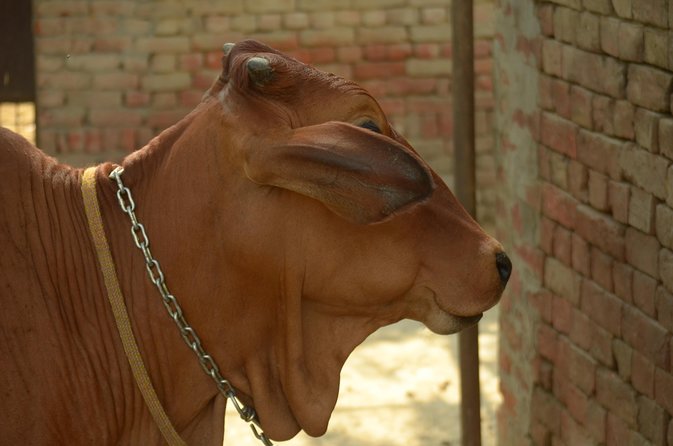 Village Snapshot - Pure and simple - Who should book, and who should think twice