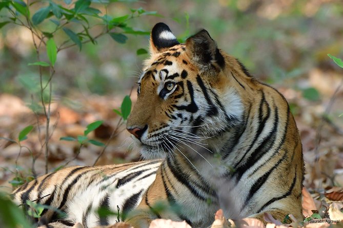 Wildlife of Central India - Key highlights you’ll care about