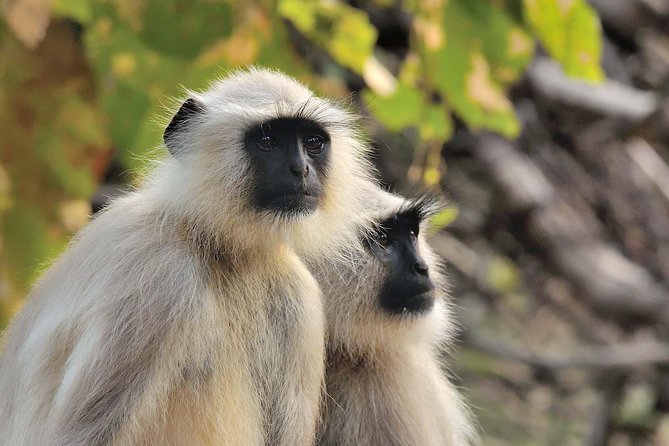 Wildlife of Central India - How the trip moves: domestic flights plus an air-conditioned car