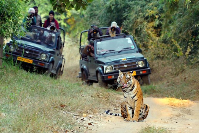 Wildlife of Central India - Delhi meeting point: easy start, but don’t be late